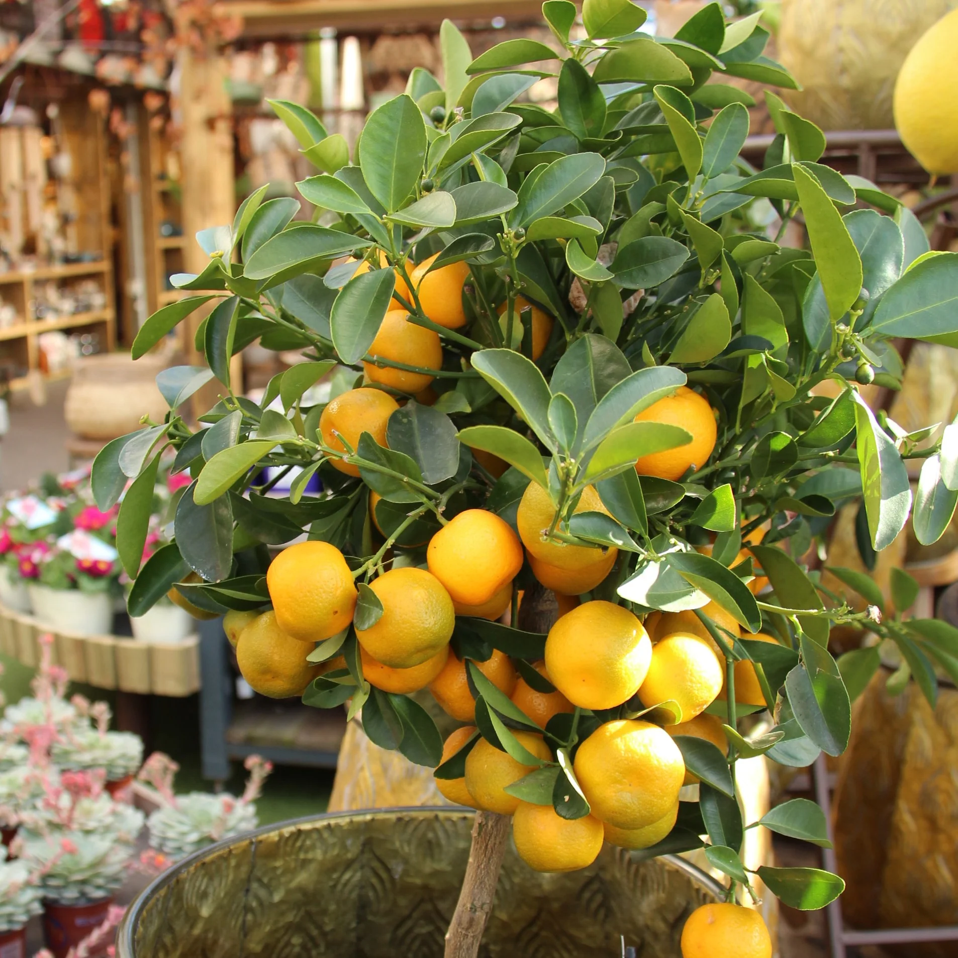 Citrofortunella Calamondin Tree - Image 4