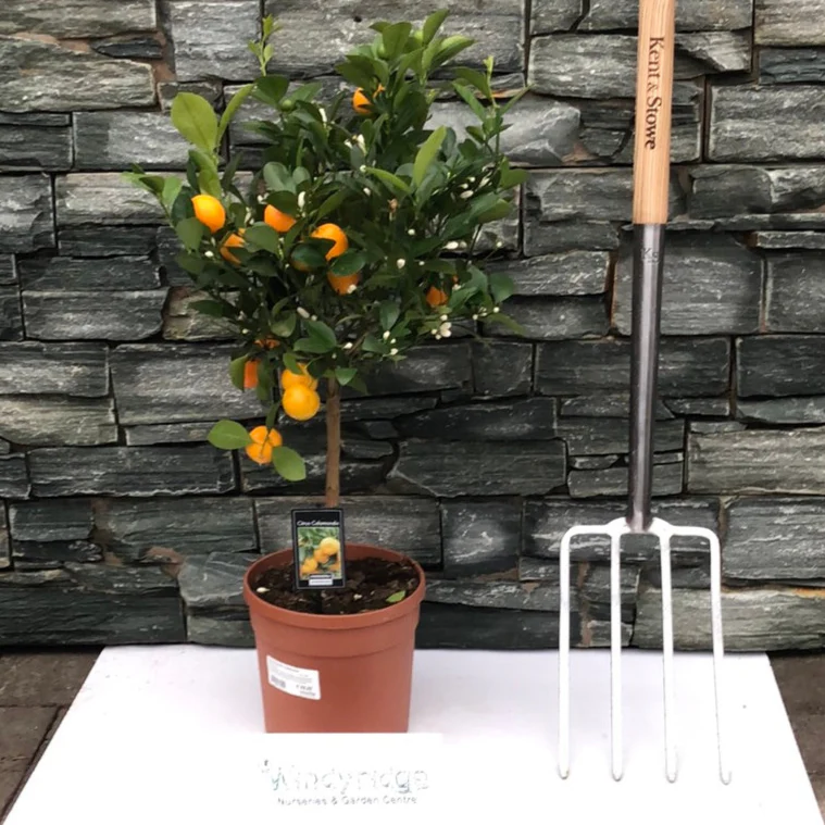 Citrofortunella Calamondin Tree - Image 5