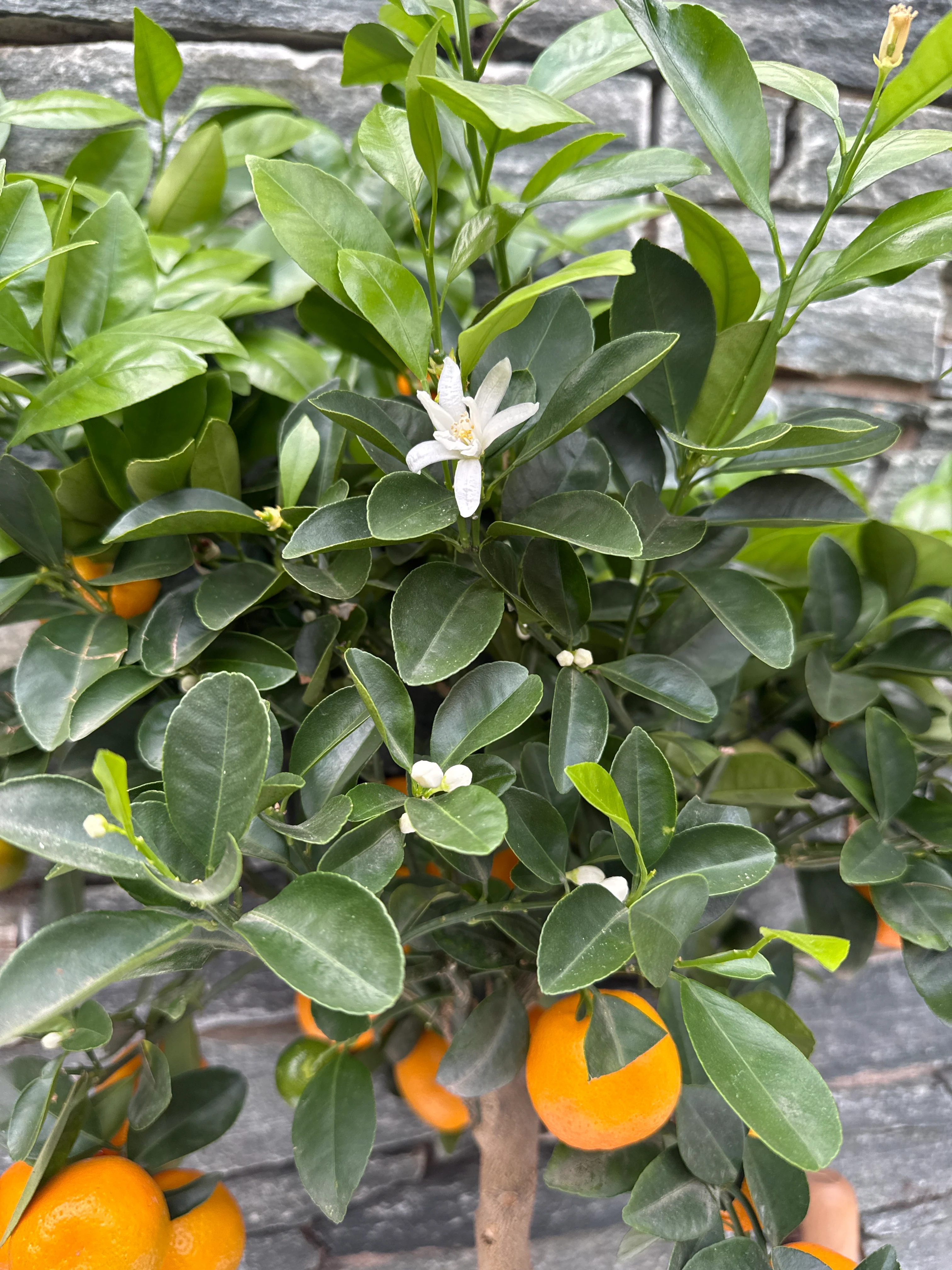 Citrofortunella Calamondin Tree - Image 6