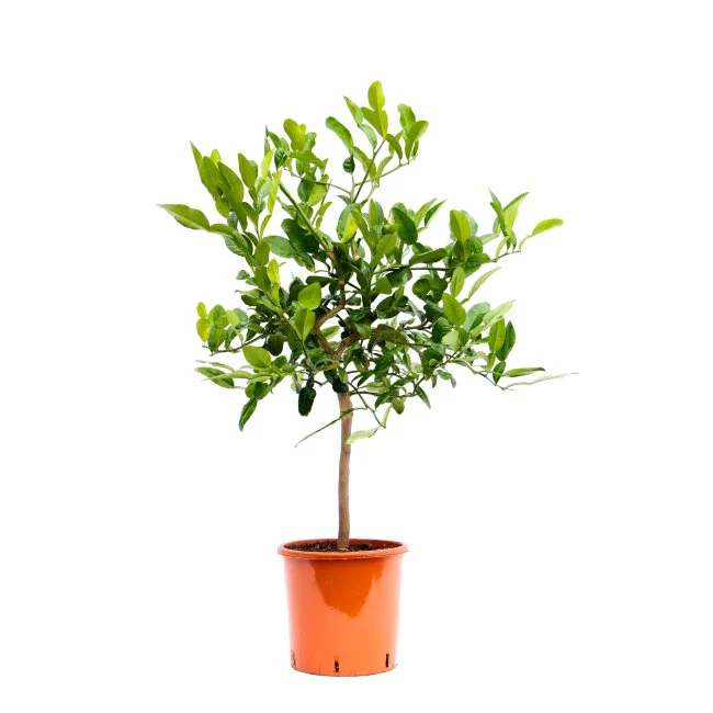 Citrus hystrix  P22, stem