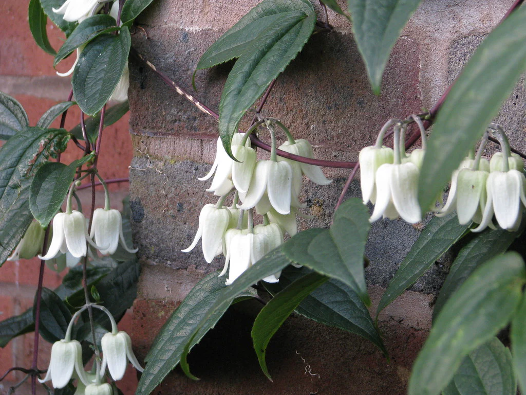 CLEMATIS A. WINTER BEAUTY 100cm 5ltr - Image 3