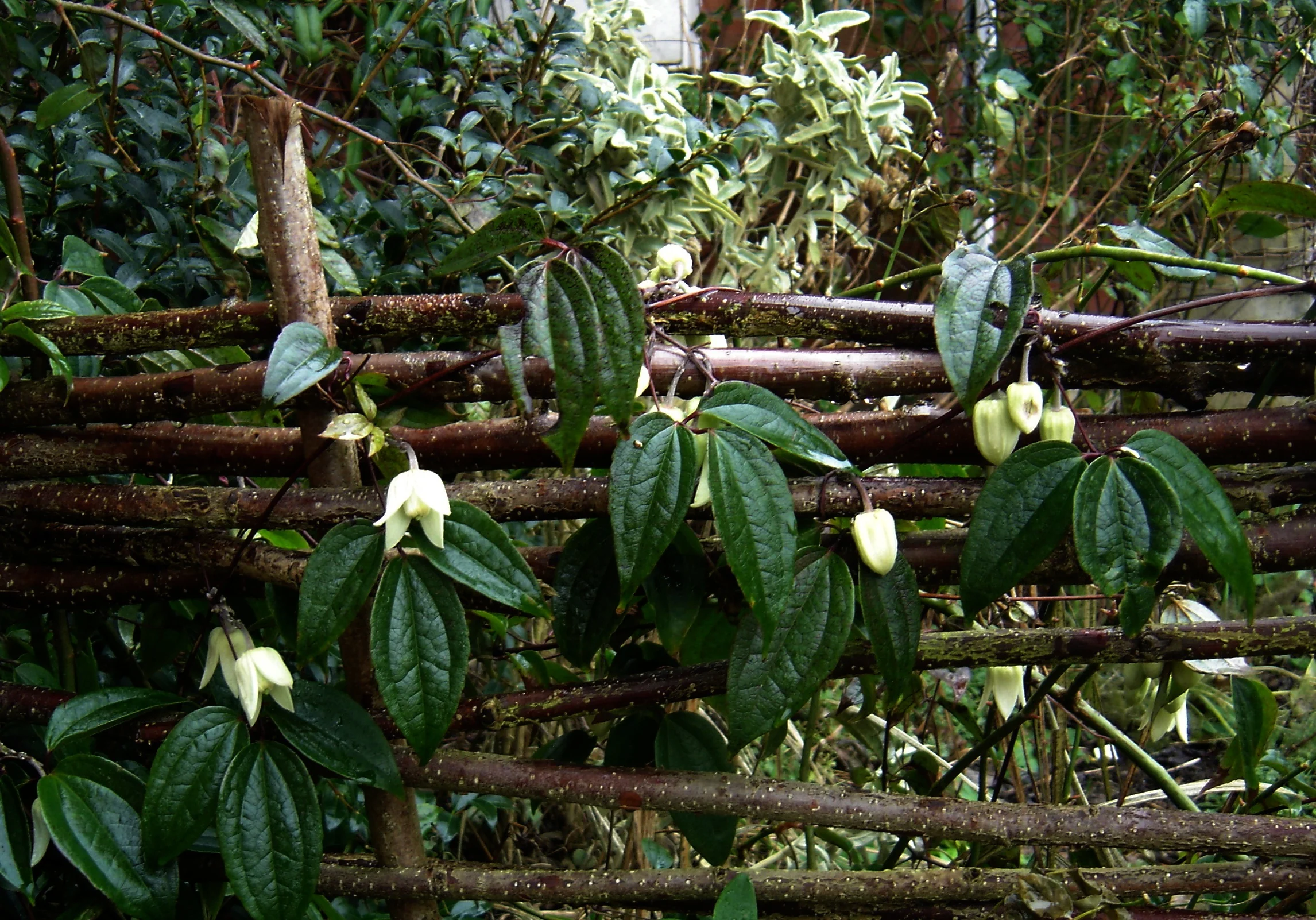 CLEMATIS A. WINTER BEAUTY 100cm 5ltr - Image 4
