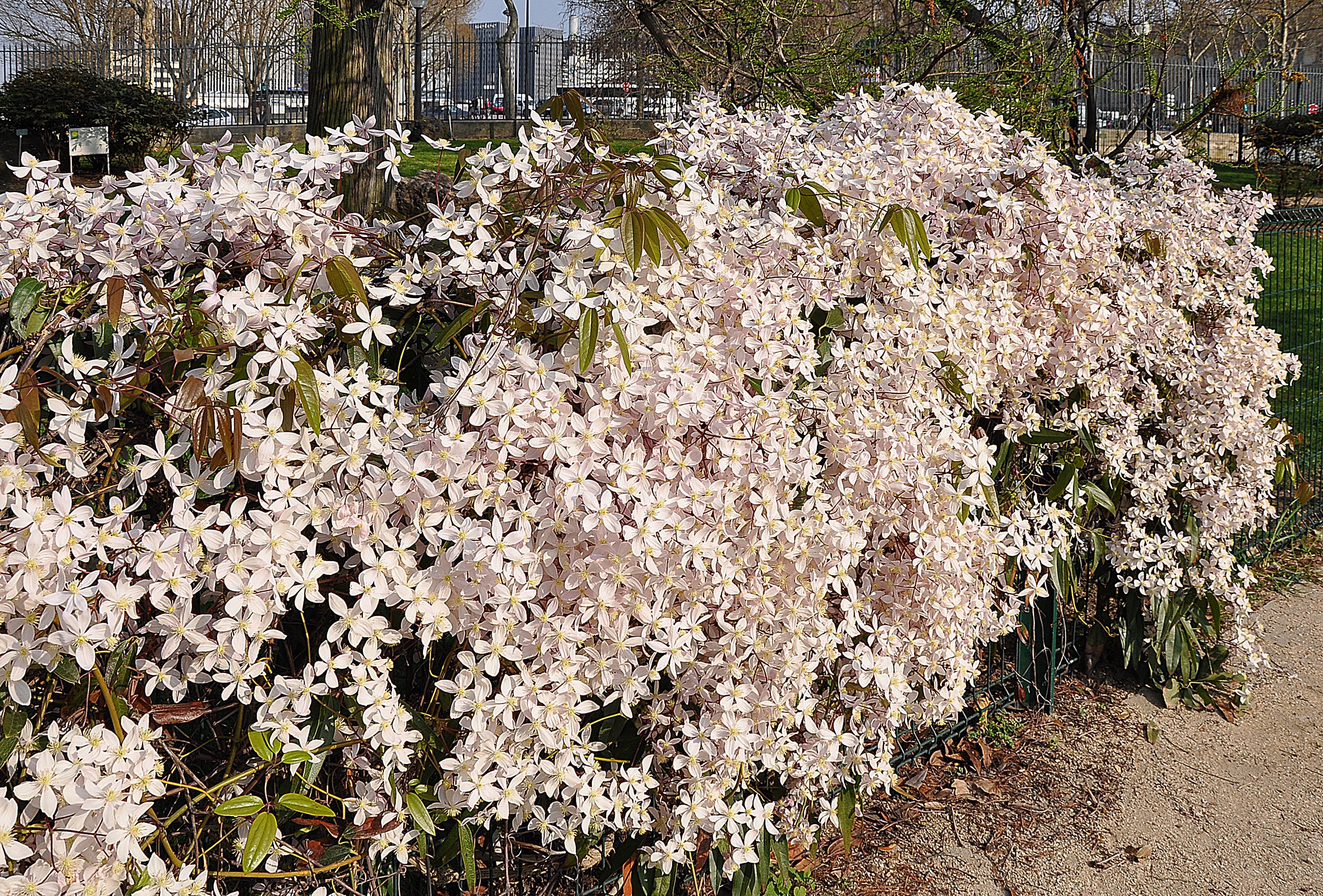 Clematis armandii Apple Blossom  2 Ltr, 4 canes - Image 3