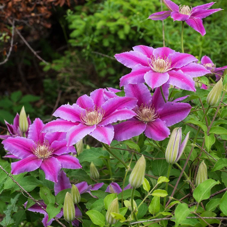 Clematis 'Dr Ruppel' - Image 2