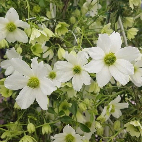 Clematis Early Sensation - Image 2