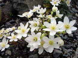 Clematis Joe 3 Ltr pot - Image 2