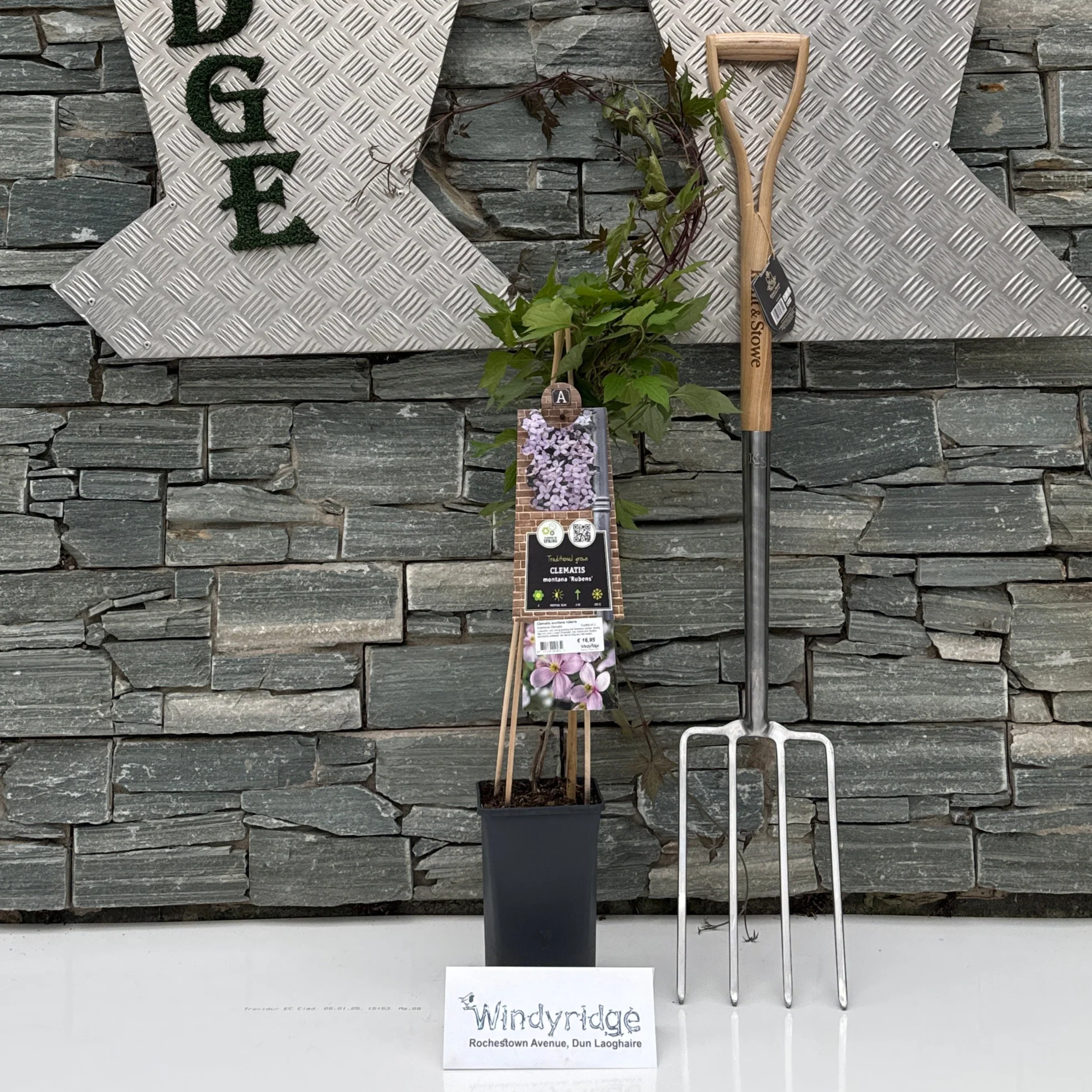 Clematis montana rubens S-pot®(2,25 L)