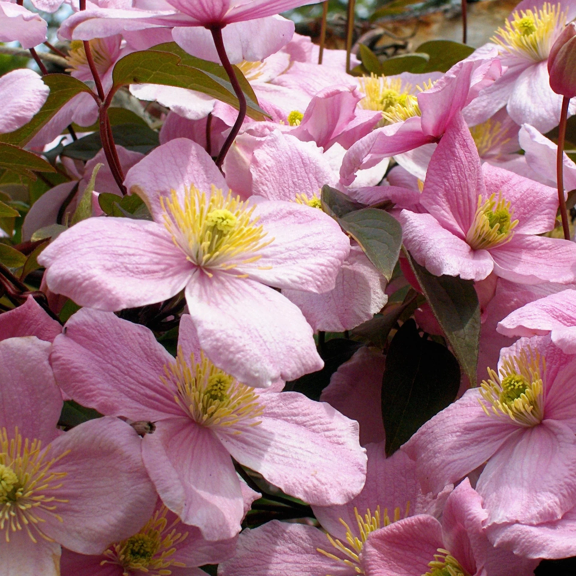 Clematis montana rubens S-pot®(2,25 L) - Image 2