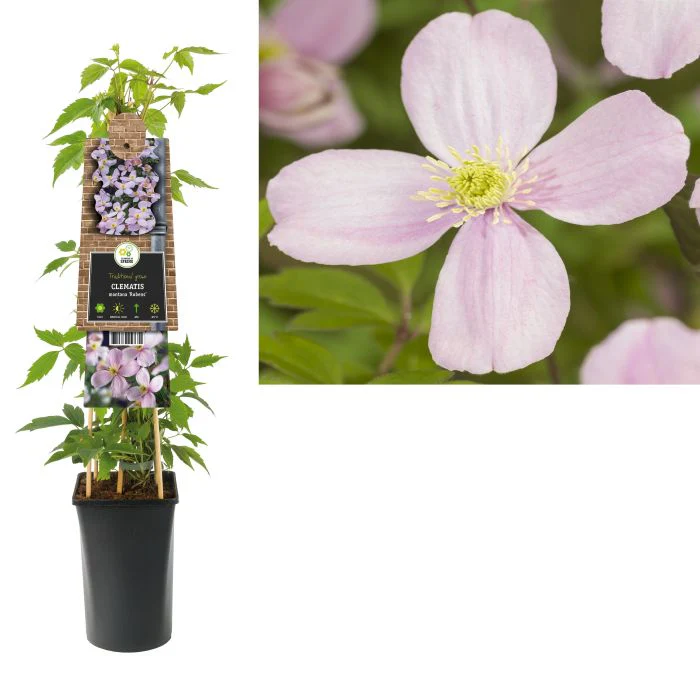 Clematis montana rubens S-pot®(2,25 L) - Image 3
