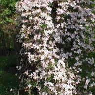 CLEMATIS MONTANA RUBENS 4Ltr - Image 2