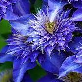 Clematis 'Multi Blue' S-pot®(2,25 L) - Image 2