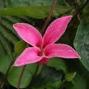 Clematis 'Princess Diana' S-pot®(2,25 L) - Image 2