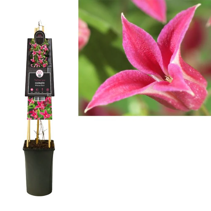 Clematis 'Princess Diana' S-pot®(2,25 L) - Image 4
