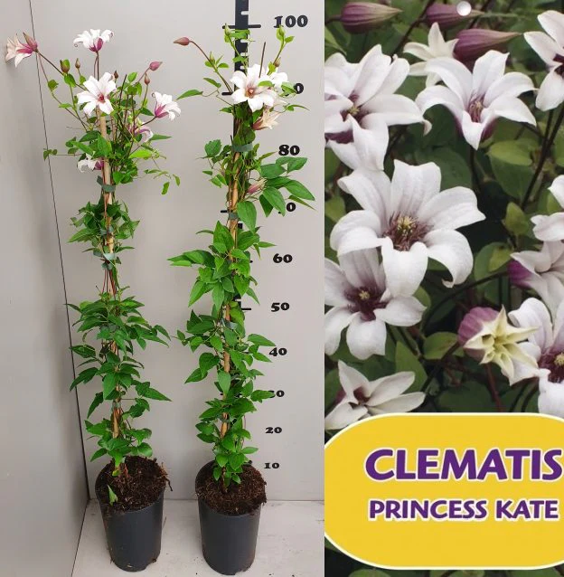 Clematis Princess Kate  2 Ltr, single cane - Image 2
