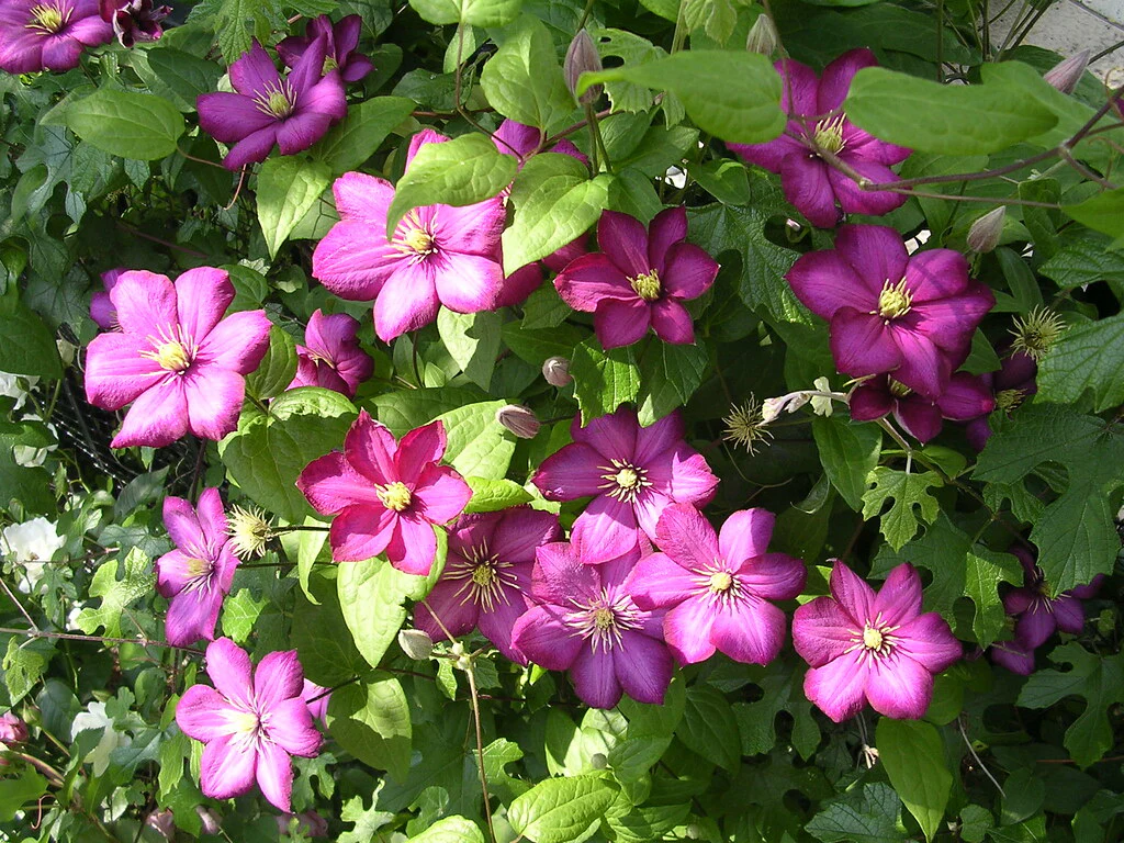 Clematis 'Ville de Lyon' - Image 4
