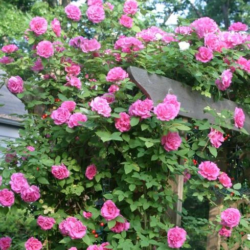 CLIMBING ZEPHIRINE DROUHIN 3.5L