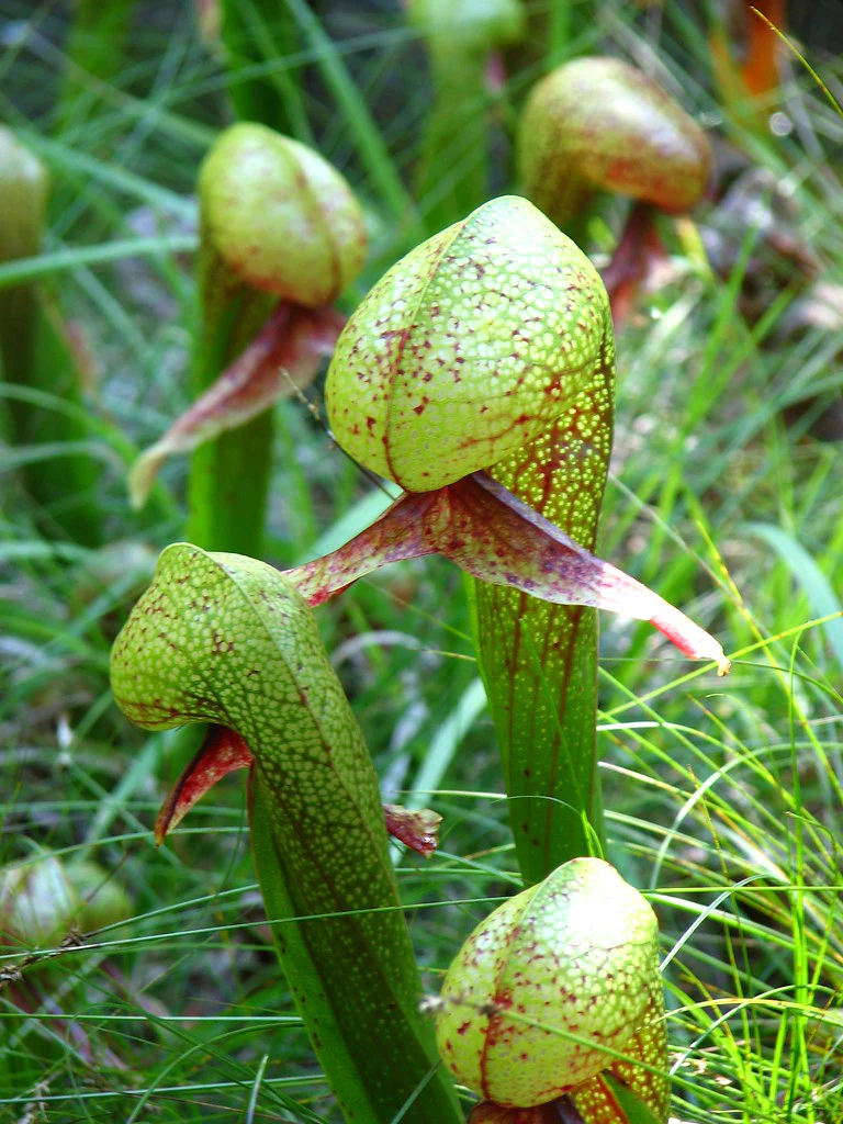 Cobra Lily