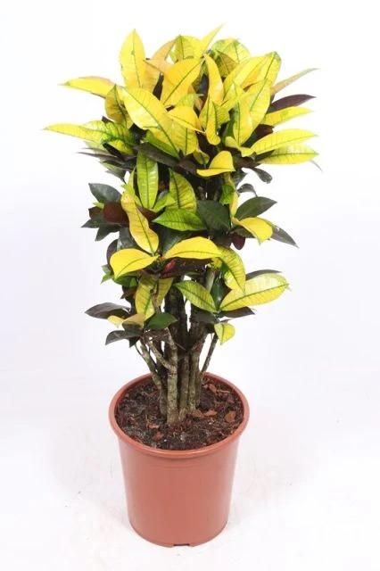 Codiaeum var. Mrs. Iceton  P27