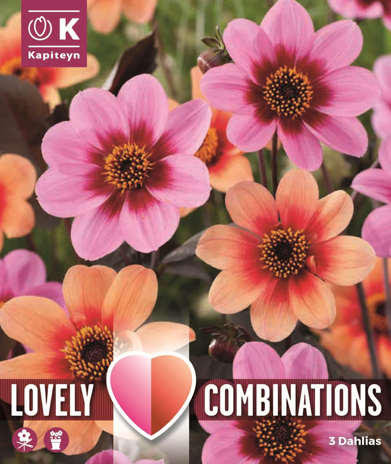COMBI DAHLIA HAPPY SINGLE PINK AND ORANGE 3