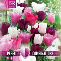 COMBI TULIP PINK,PURPLE,WHITE x 15