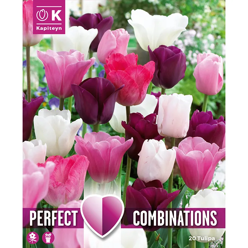 COMBI TULIP PINK,WHITE,PURPLE x 15