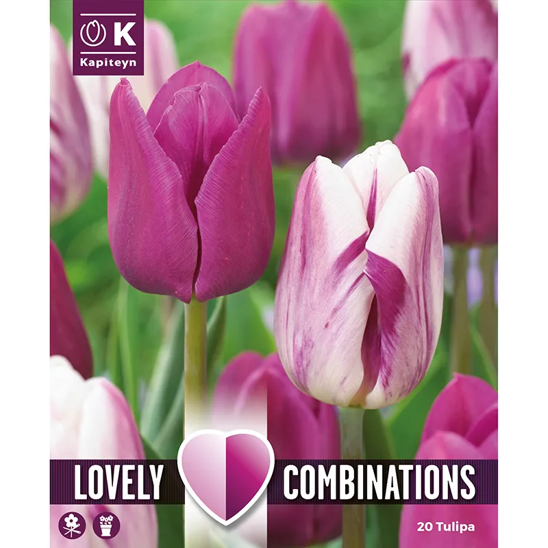 COMBI TULIPA DUOPACK PURPLE & WHITE x 15