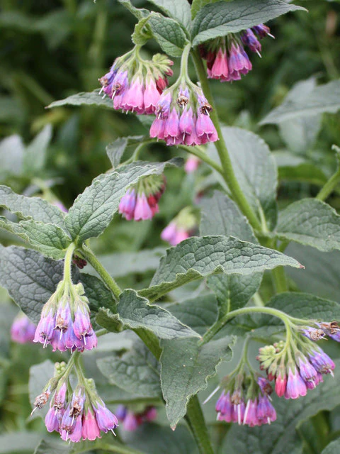 Comfrey