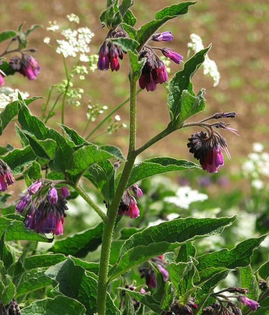 Comfrey - Image 2