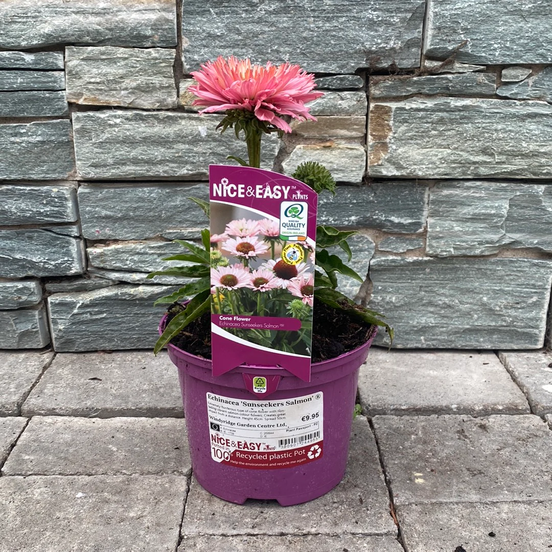 Coneflower Echinacea Sunseekers Salmon (2Ltr Pot) - Image 3