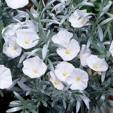 Convolvulus Cneorum - Image 2