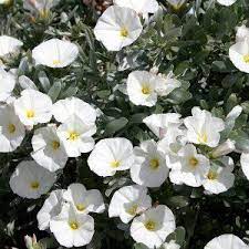 CONVOLVULUS cneorum - Image 2