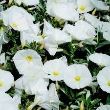 Convolvulus cneorum Snow Angel - Image 2