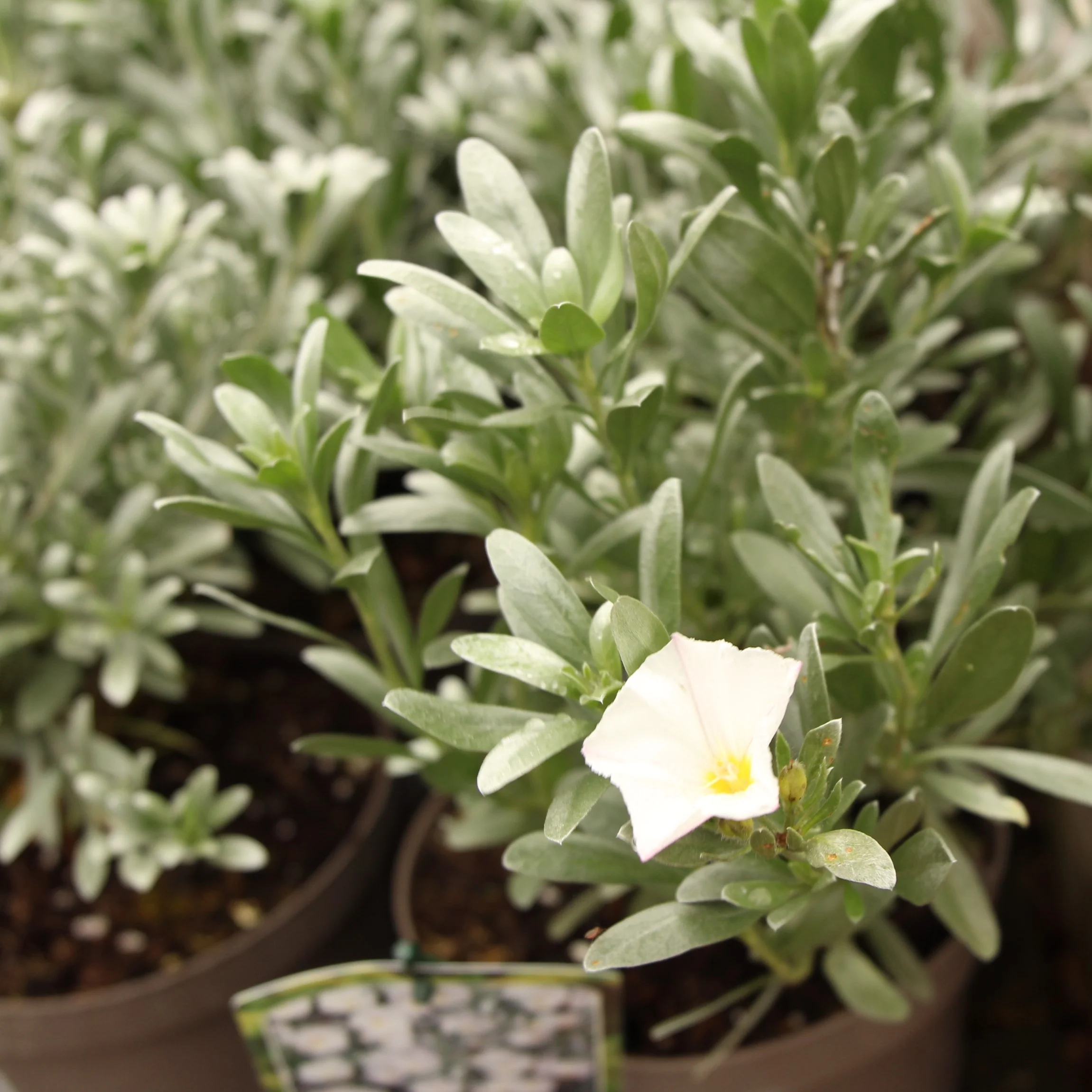 Convolvulus cneorum White Sensation