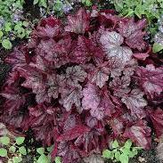 Coral Bells Heuchera Blackberry (3Ltr Pot)
