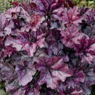 Coral Bells (Heuchera Mulberry)
