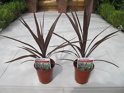 Cordyline 9cm