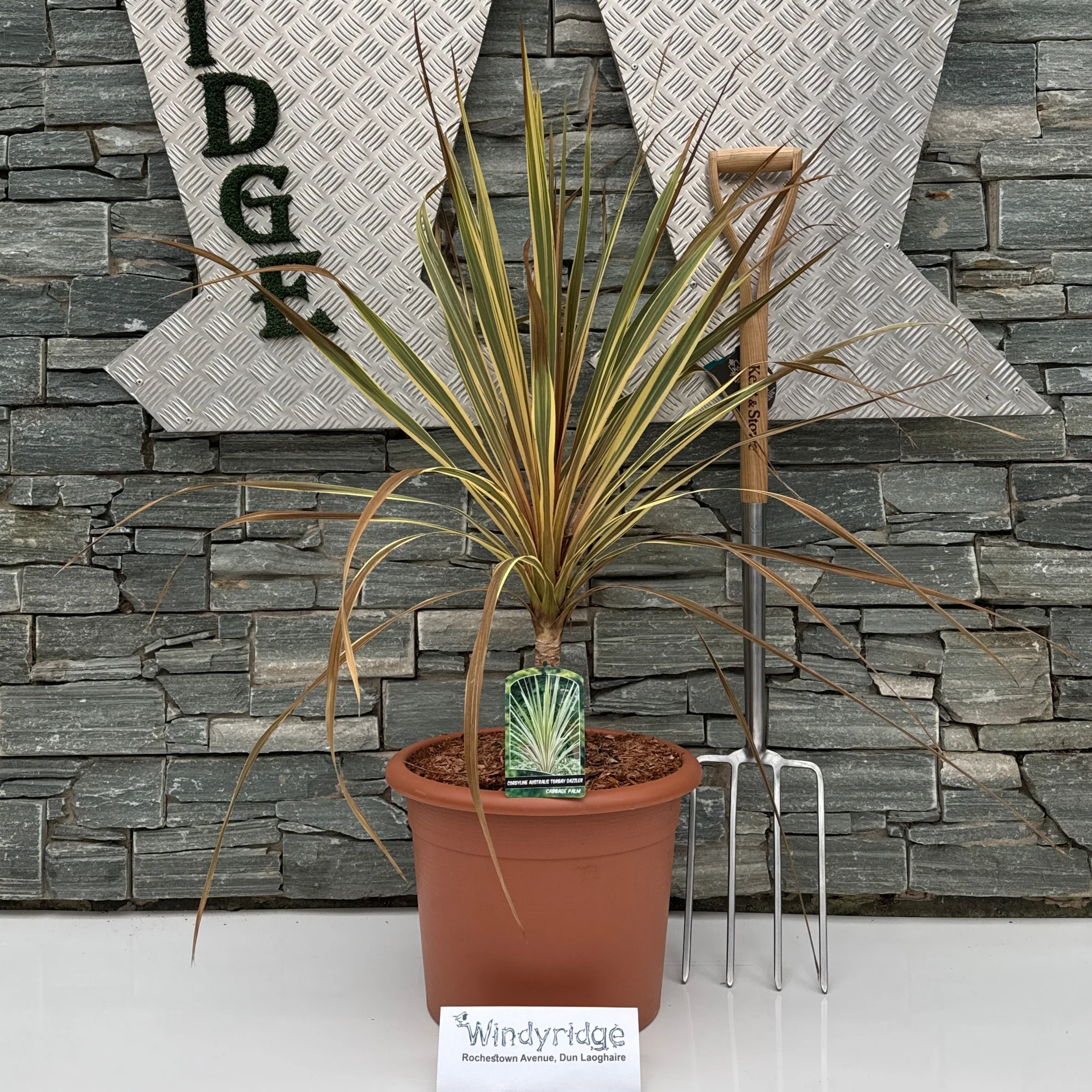 CORDYLINE A. TORBAY DAZZLER