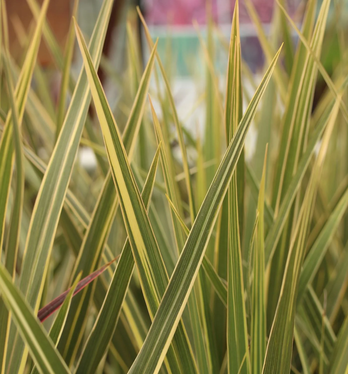 CORDYLINE A. TORBAY DAZZLER - Image 3