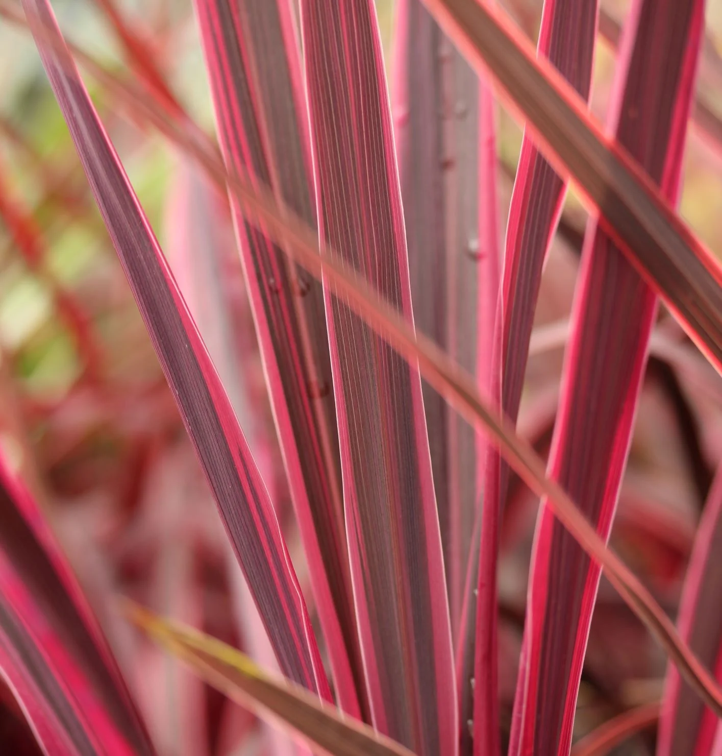Cordyline aus. Paso Doble