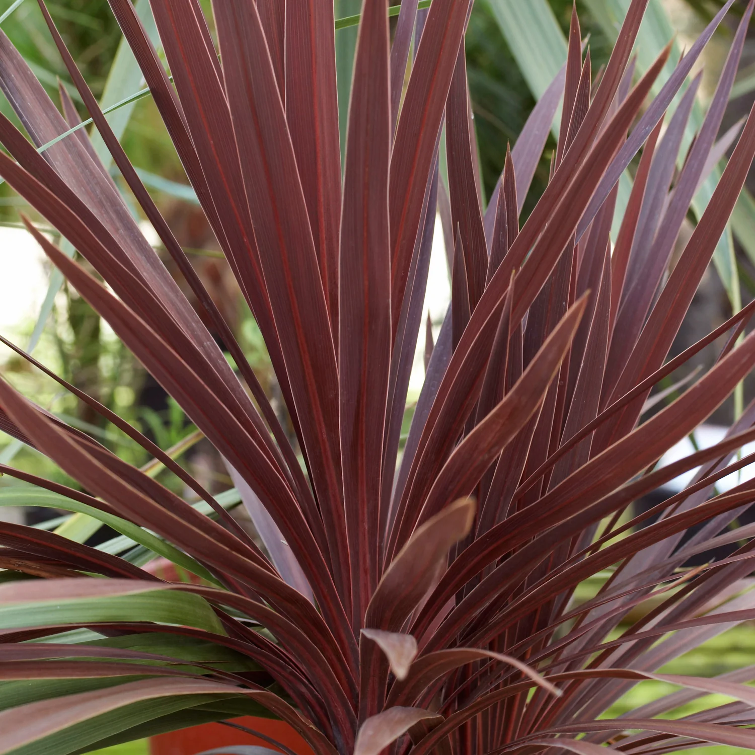 Cordyline aus. Red Star