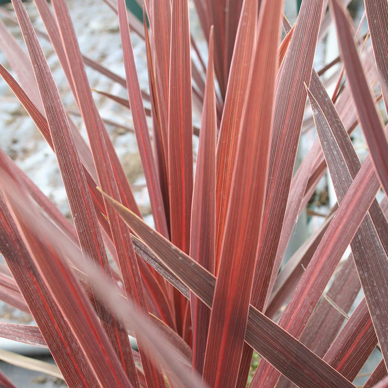 Cordyline aus. Red Star - Image 2