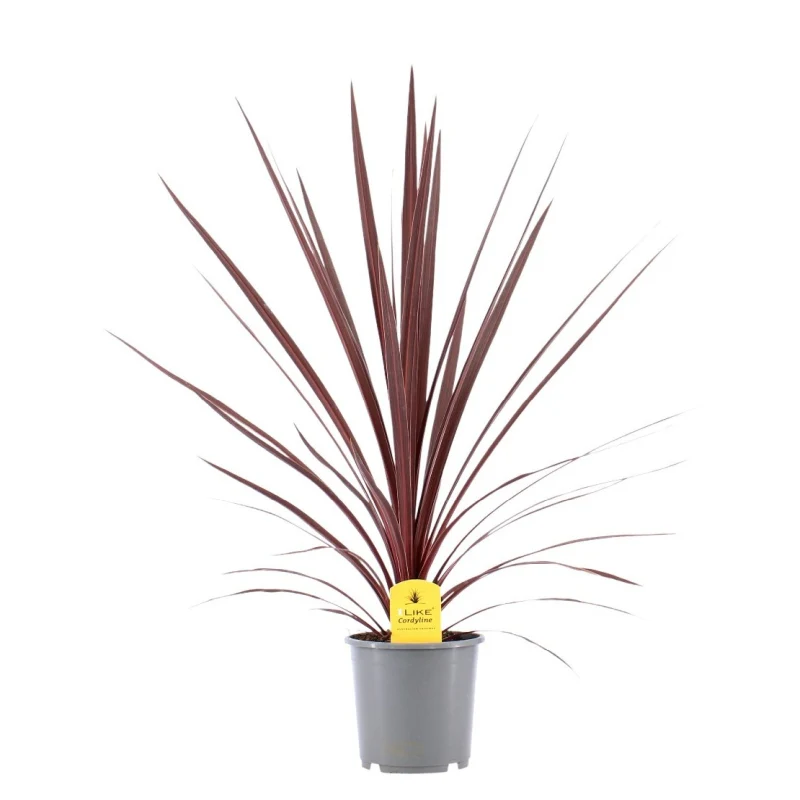 Cordyline austr. Red Star P17