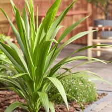 CORDYLINE AUSTRALIS CLT 5 MULTISTELO H. 80 - 100 CM