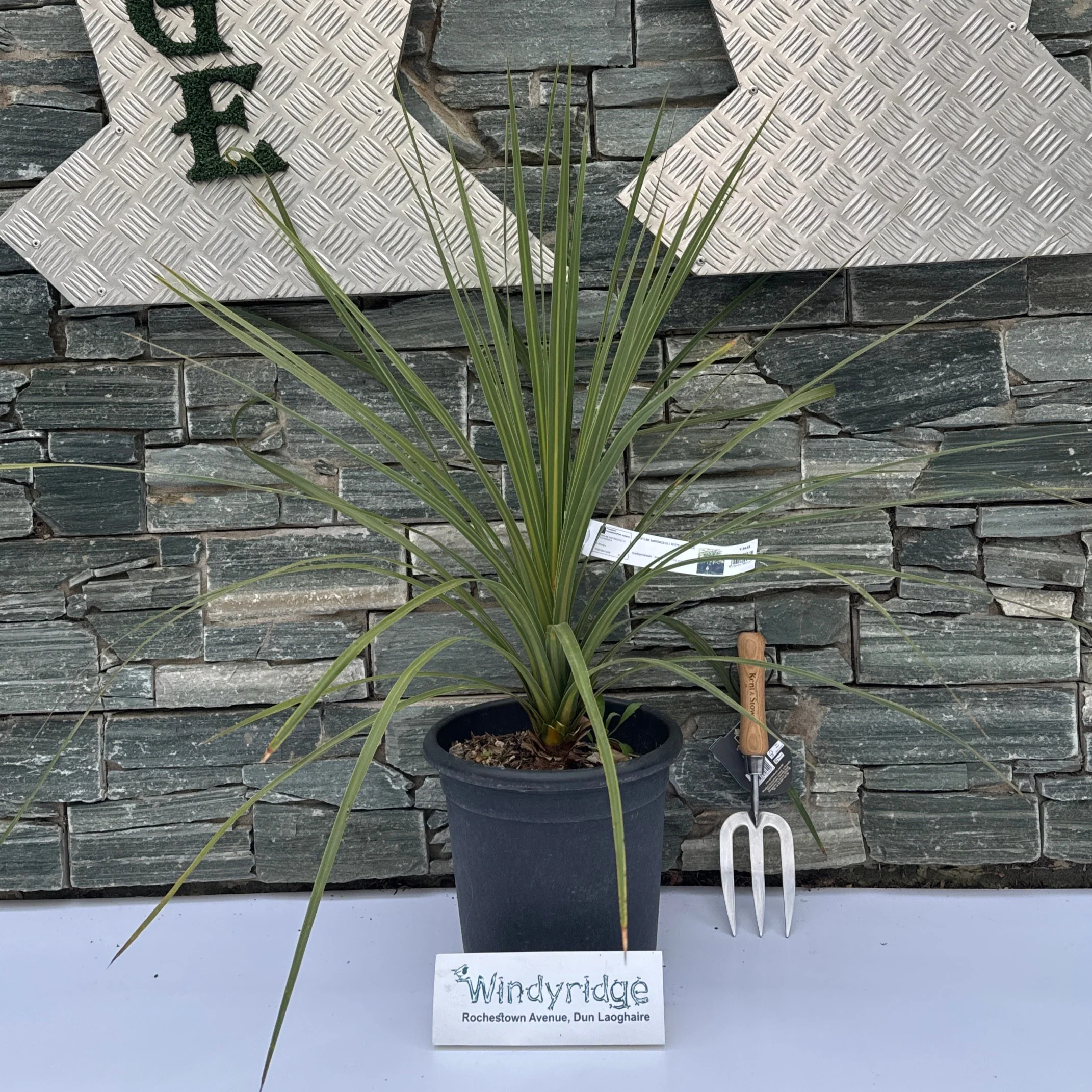 CORDYLINE AUSTRALIS CLT 7/10