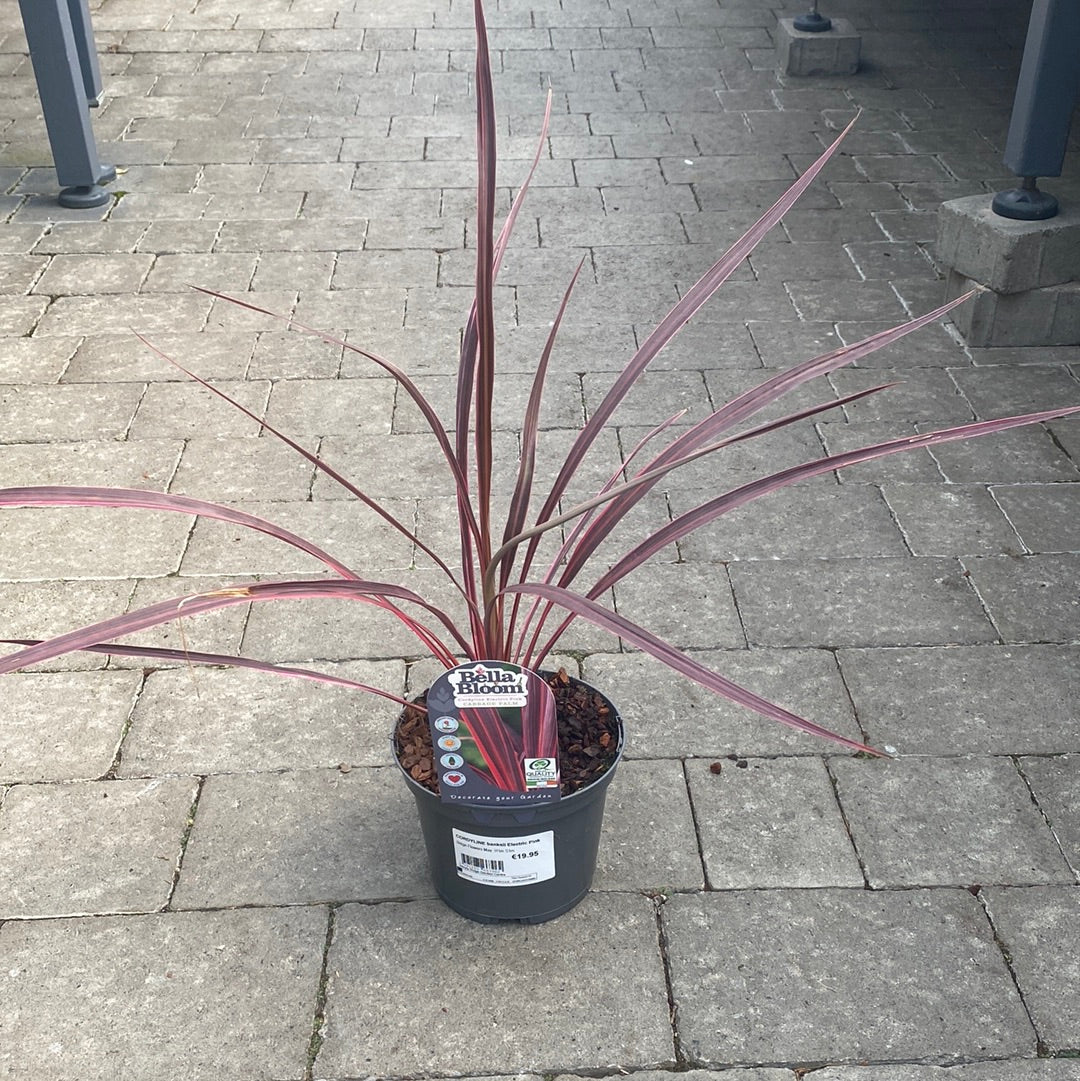 CORDYLINE banksii Electric Pink - Image 2