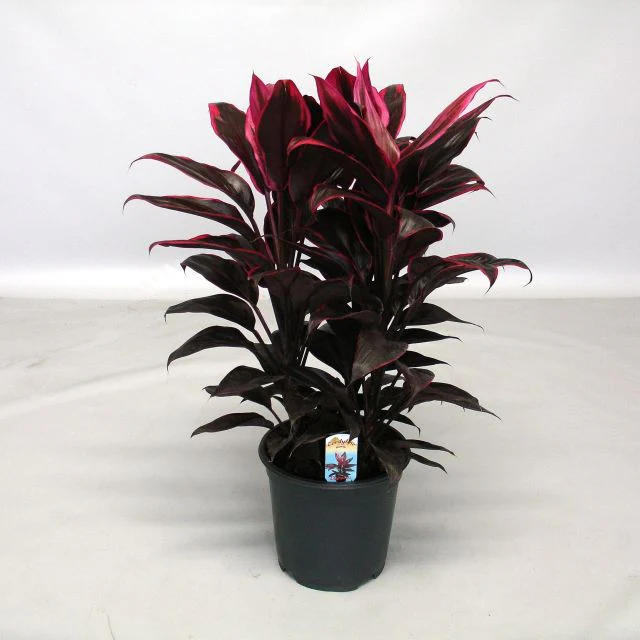 Cordyline frut. Mambo