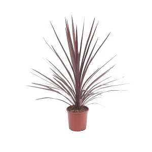 Cordyline Little Red Star