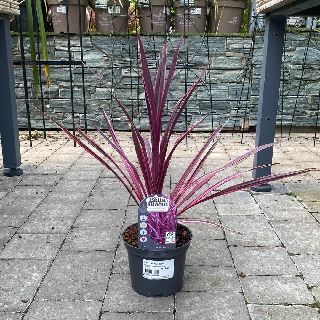 CORDYLINE Paso Doble - Image 2