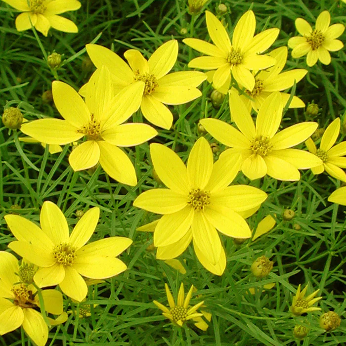 Coreopsis vert. Zagreb - Image 2