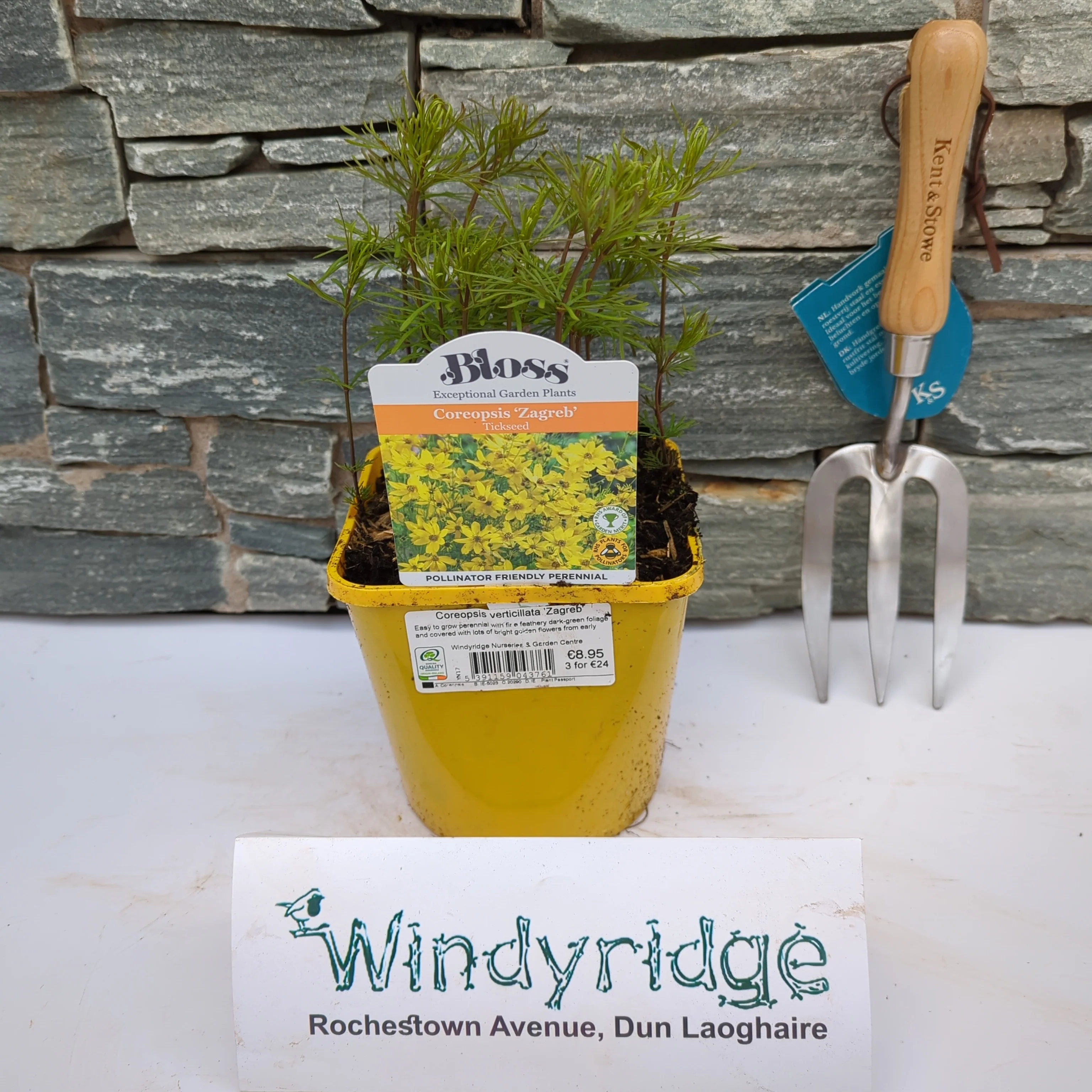 Coreopsis verticillata Zagreb 2lt Pot - Image 2